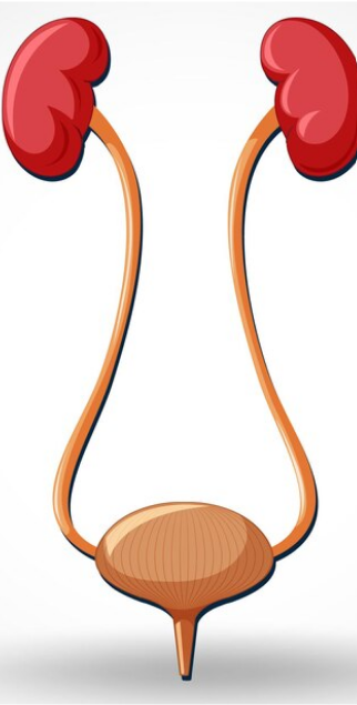 ما المقصود بالتهابات الجهاز البولي؟